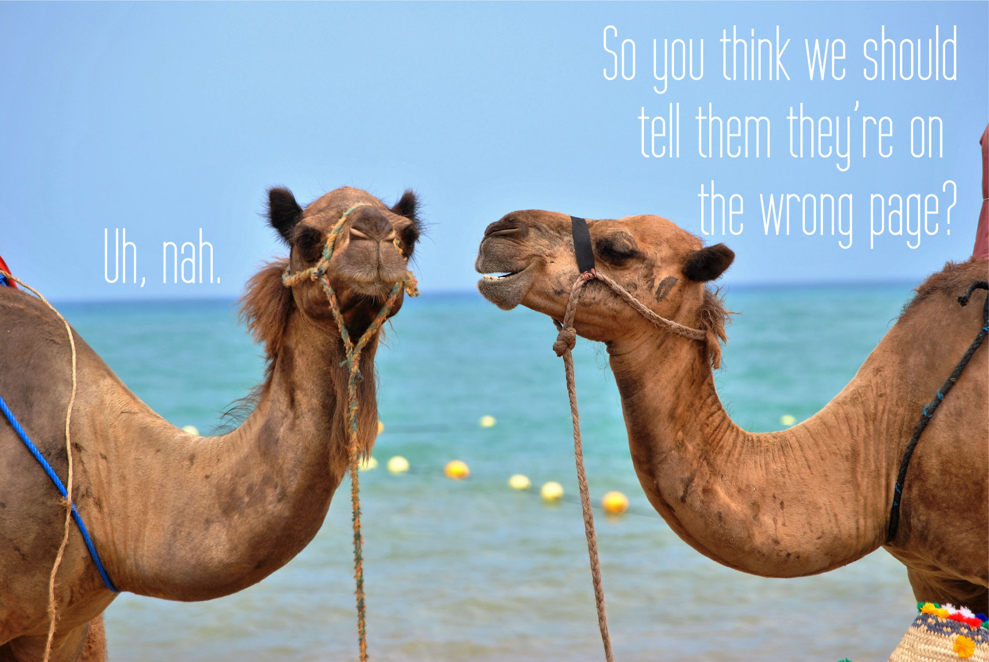 404-camels